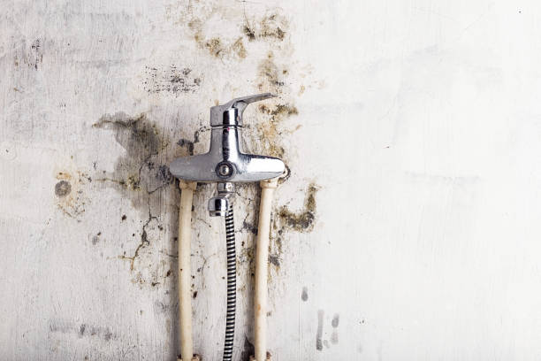 Best Mold Removal Company Near Me  in Forsyth, GA