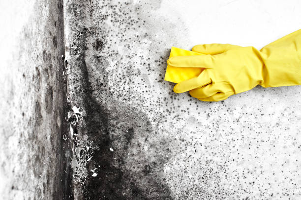Mold Testing and Removal in Forsyth, GA