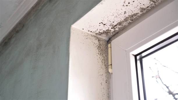 Best Local Mold Removal Service  in Forsyth, GA