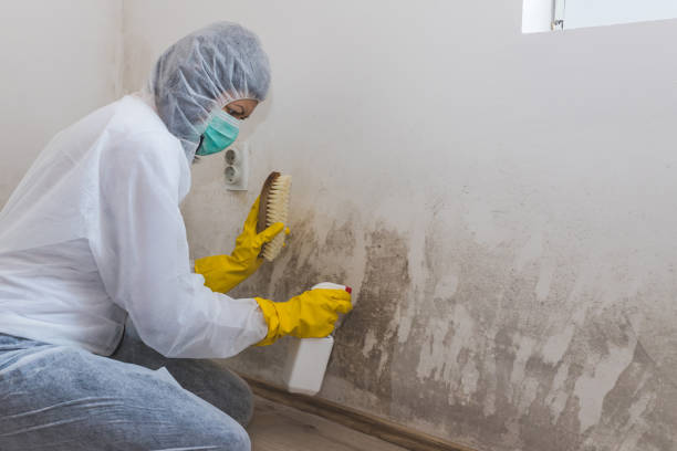 Best Professional Mold Removal  in Forsyth, GA