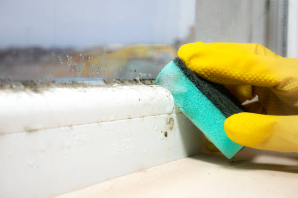 Best Black Mold Removal  in Forsyth, GA