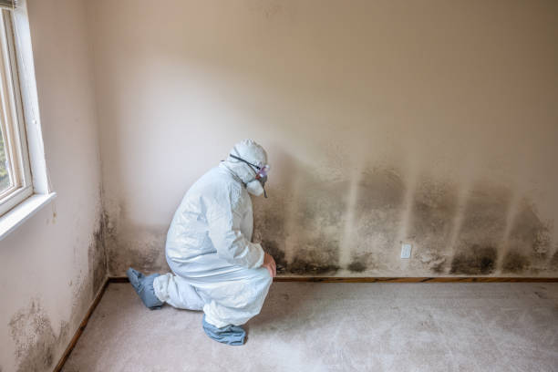 Best Same-Day Mold Removal  in Forsyth, GA