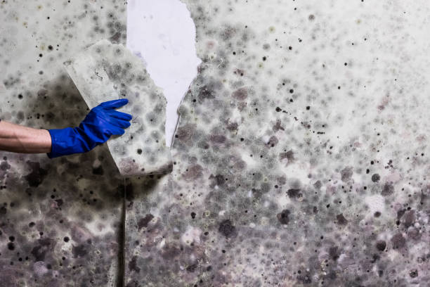 Best Attic Mold Removal  in Forsyth, GA