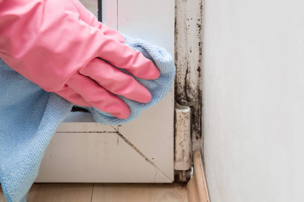 Best Commercial Mold Removal  in Forsyth, GA