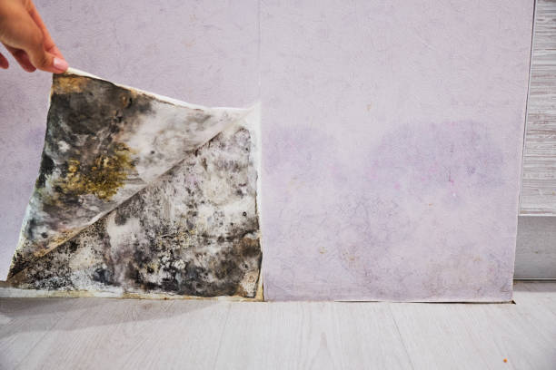 Best Emergency Mold Removal  in Forsyth, GA